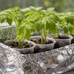 Heledate tomatiistikute päästmine kevadkuumusest lihtsa meetodiga heledate-tomatiistikute-paastmine-kevadkuumusest-lihtsa-meetodiga.png