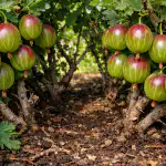 Karusmarjade ilma probleemideta hiiglaslike marjade lõikamise saladus karusmarjade-ilma-probleemideta-hiiglaslike-marjade-loikamise-saladus.png