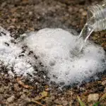 Kiire viis sipelgatest vabanemiseks kevadel söögisooda ja äädika abil kiire-viis-sipelgatest-vabanemiseks-kevadel-soogisooda-ja-aadika-abil.png