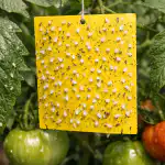 Kuidas päästa sel kevadel tomateid valgekärbse eest ilma agressiivsete kemikaalideta kuidas-paasta-sel-kevadel-tomateid-valgekarbse-eest-ilma-agressiivsete-kemikaalideta.png