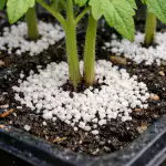 kuidas-paasta-tomati-seemikud-kevadel-musta-jala-kaest-uhe-toestatud.png