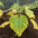 Kurgi seemikute kevadise kollasuse peamine põhjus ja kindel viis saagi päästmiseks kurgi-seemikute-kevadise-kollasuse-peamine-pohjus-ja-kindel-viis-saagi.png