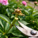 Lopsaka õitsemise saladus ehk peamine viga pojengide pügamisel lopsaka-oitsemise-saladus-ehk-peamine-viga-pojengide-pugamisel.png