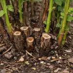 Miks tagab vanade vaarikate kevadine pügamine hiiglasliku saagi miks-tagab-vanade-vaarikate-kevadine-pugamine-hiiglasliku-saagi.png