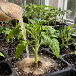 Miks toidavad kogenud aednikud kevadisi seemikuid tavalise pagaripärmiga? miks-toidavad-kogenud-aednikud-kevadisi-seemikuid-tavalise-pagariparmiga.png