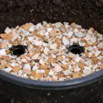 Munakoorte tasuta äravool kaitseb teie taimede juuri mädanemise eest munakoorte-tasuta-aravool-kaitseb-teie-taimede-juuri-madanemise-eest.png