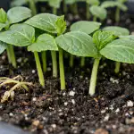 Päästame kurgi seemikud kolletumisest ja kukkumisest ühe päevaga paastame-kurgi-seemikud-kolletumisest-ja-kukkumisest-uhe-paevaga.png