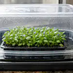 Päästame lobeelia seemikud ühe päevaga läbikuivamise eest, kasutades tõestatud meetodit paastame-lobeelia-seemikud-uhe-paevaga-labikuivamise-eest-kasutades-toestatud-meetodit.png