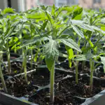 Saladus, kuidas päästa tomati seemikud salakavala musta jala eest saladus-kuidas-paasta-tomati-seemikud-salakavala-musta-jala-eest.png