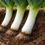 Salajane meetod hiiglasliku porrulaugu kasvatamiseks keskmaa tingimustes salajane-meetod-hiiglasliku-porrulaugu-kasvatamiseks-keskmaa-tingimustes.png