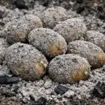 Salajane meetod tuhakartulite valmistamiseks rekordiliseks saagiks ilma kemikaalideta salajane-meetod-tuhakartulite-valmistamiseks-rekordiliseks-saagiks-ilma-kemikaalideta.png