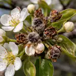 Tühjade okste saladus ehk miks pirn varjatud nakkuste tõttu värvi kaotab tuhjade-okste-saladus-ehk-miks-pirn-varjatud-nakkuste-tottu-varvi.png
