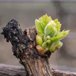 Tühjade viinamarjaväätide salajased põhjused pärast kevadkülma ja päästeplaan tuhjade-viinamarjavaatide-salajased-pohjused-parast-kevadkulma-ja-paasteplaan.png