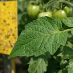Unustatud meetod tomatite kaitsmiseks valgekärbse eest, mis puhastab lehed vaid paari päevaga unustatud-meetod-tomatite-kaitsmiseks-valgekarbse-eest-mis-puhastab-lehed-vaid.png